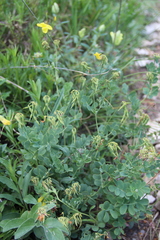 Coronilla coronata
