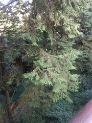 Chamaecyparis formosensis