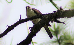 Accipiter striatus chionogaster