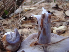 Cortinarius alboviolaceus image