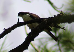 Accipiter striatus chionogaster