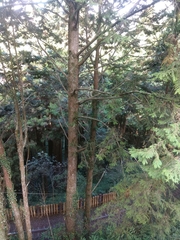 Chamaecyparis formosensis