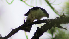 Accipiter striatus chionogaster