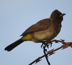 Pycnonotus barbatus tricolor