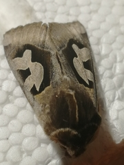 Perigrapha circumducta