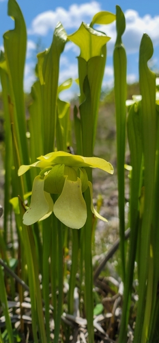 Pale Pitcher Plant
