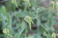 Coronilla coronata