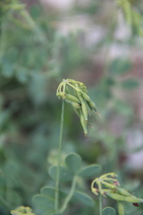 Coronilla coronata