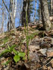 Oryzopsis asperifolia