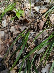 Oryzopsis asperifolia