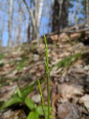 Oryzopsis asperifolia
