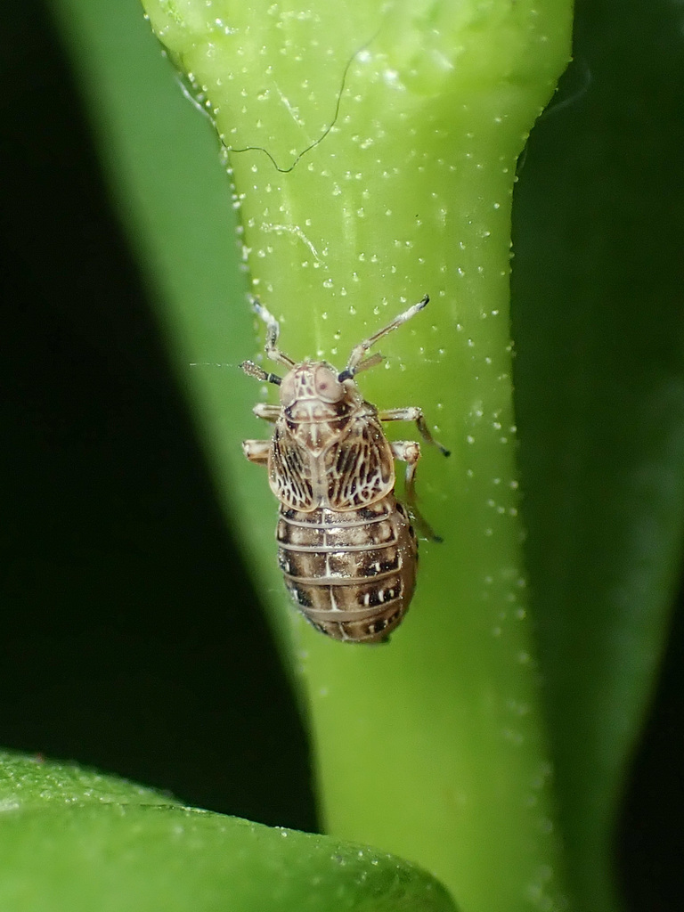 Pissonotus albovenosus