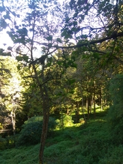 Acer morrisonense