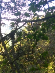 Acer morrisonense
