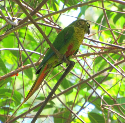 Pyrrhura frontalis