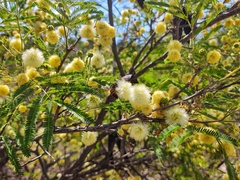 Senegalia berlandieri