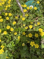 Potentilla argentea