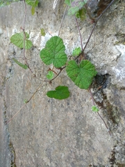 Rubus pectinellus