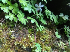 Ellisiophyllum pinnatum