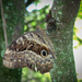 Purple Owl-Butterfly - Photo (c) André Menegotto, some rights reserved (CC BY-NC), uploaded by André Menegotto