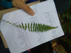 Amauropelta beddomei