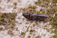 Melanotus brunnipes