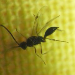 Exallonyx