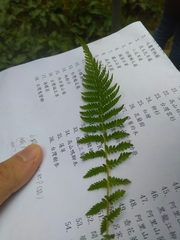 Amauropelta beddomei