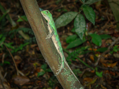 Enyalius iheringii