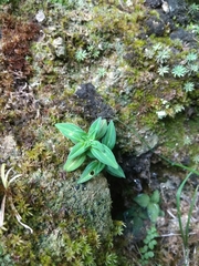 Gentiana flavomaculata