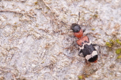 Thanasimus formicarius