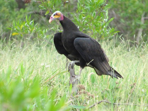 Cathartes burrovianus