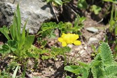 Securigera orientalis