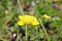 Securigera orientalis