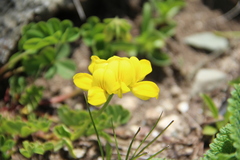 Securigera orientalis