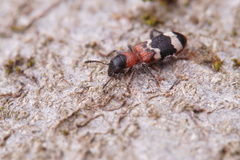 Thanasimus formicarius