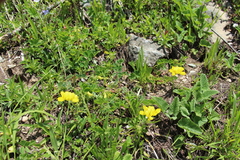 Securigera orientalis