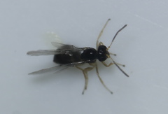 Neuroterus minutus