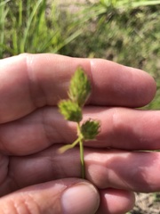 Carex tetrastachya