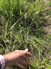 Carex tetrastachya
