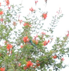 Colibri coruscans