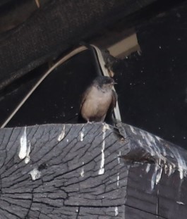 Brown-bellied Swallow (Orochelidon murina), photo 8