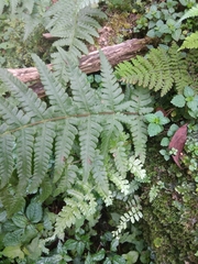 Pseudophegopteris hirtirachis