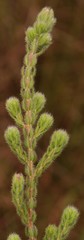 Erica johnstoniana image