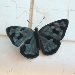 Dynamine postverta postverta