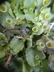 Marchantia polymorpha ruderalis