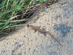 Podarcis muralis