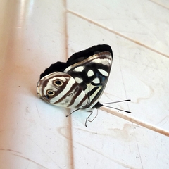 Dynamine postverta postverta