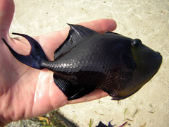 Odonus niger