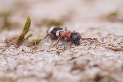 Thanasimus formicarius